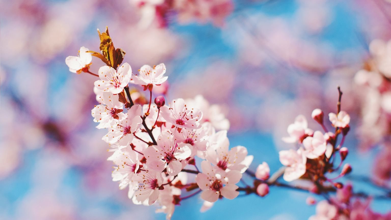Akcja fotograficzna  "W poszukiwaniu wiosny...."